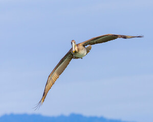 A Brown Pelican in flight