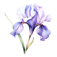 iris isolated