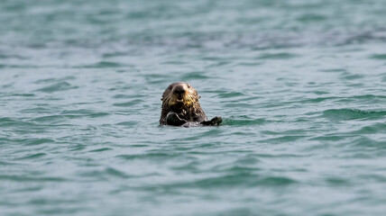 A California Sea Otter out at Elkhorn Slough