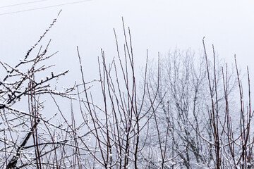 Trees and snow in foggy morning
