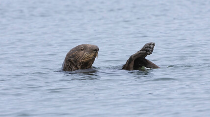 Fototapeta premium A California Sea Otter out at Elkhorn Slough