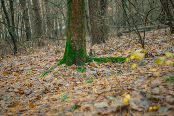 green moss on trees in the autumn forest
