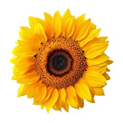 Sunflower isolated on white background,  Top view,  Flat lay