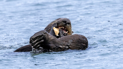 A California Sea Otter eating on the water