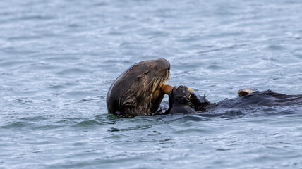 Fototapeta premium A California Sea Otter eating on the water