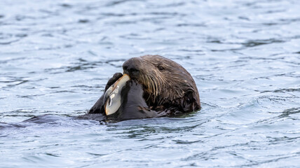 A California Sea Otter eating on the water