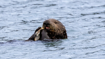 Fototapeta premium A California Sea Otter eating on the water