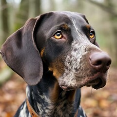 Portrait of a German Shorthaired Pointer in the forest