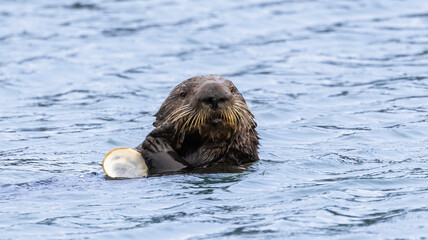 A California Sea Otter eating on the water