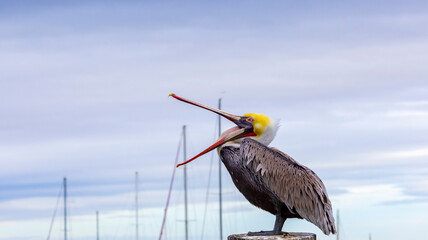 A Brown Pelican posing on a pier - obrazy, fototapety, plakaty