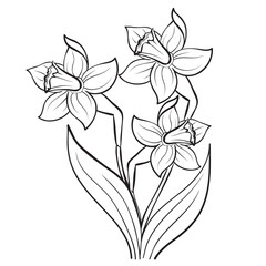 narcissus, flower, sketch, coloring, isolated object on a white background, vector illustration,