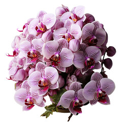 pink orchid flower, close up shot, png isolated on transparent background