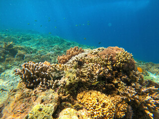 Naklejka na ściany i meble The coral reef near Gili Meno, Indonesia