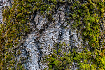 Mosses and lichens in the autumn forest.