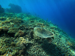 Naklejka na ściany i meble A sea turtle from the coral reef near Gili Meno, Indonesia