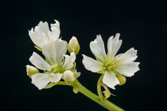 A macro photograph of the white flowers of a Venus flytrap plant of the family, Droseraceae.