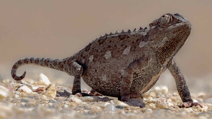 Caméléon Namaqua