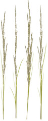 ears of wheat, a branch of grass on the white ground