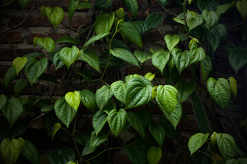 closeup, betel leaves propagate outdoors