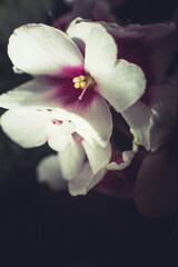 Fototapeta na wymiar Beautiful violets bloom, violets bloom, flowers as a gift