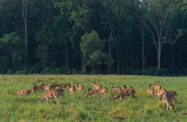 Naklejka na ściany i meble Herd of grazing Spotted Deer in Lush Green Grassland at Corbett National Park, Uttarakhand, India