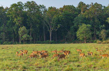 Herd of grazing Spotted Deer in Lush Green Grassland at Corbett National Park, Uttarakhand, India