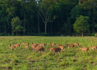 Herd of grazing Spotted Deer in Lush Green Grassland at Corbett National Park, Uttarakhand, India