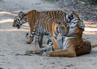 Fototapeta premium Royal Bengal Tiger with cubs in Corbett Tiger Reserve, Uttarakhand, India