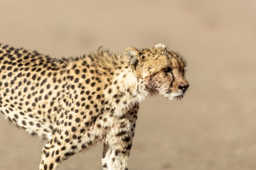 Cheetah in the Kgalagadi Transfrontier Park (Acinonyx jubatus) at Kij Kij in the Kalahari