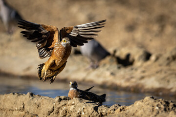 Burchell's sandgrouse (Gevlekte sandpatrys) (Pterocles burchelli) in flight at Kij Kij in the Kgalagadi Transfrontier Park in the Kalahari