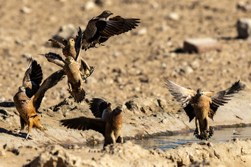 Burchell's sandgrouse (Gevlekte sandpatrys) (Pterocles burchelli) in flight at Kij Kij in the Kgalagadi Transfrontier Park in the Kalahari