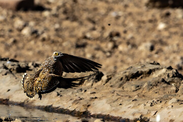 Burchell's sandgrouse (Gevlekte sandpatrys) (Pterocles burchelli) in flight at Kij Kij in the Kgalagadi Transfrontier Park in the Kalahari