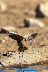 Burchell's sandgrouse (Gevlekte sandpatrys) (Pterocles burchelli) in flight at Kij Kij in the Kgalagadi Transfrontier Park in the Kalahari