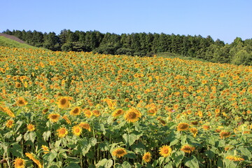 満開のひまわり畑