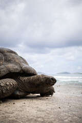 Portrait of a beautiful giant tortoise in the Seychelles, looking at camera with a curious expression. Animal wildlife protection and conservation. Sea and beach in the background. With copyspace.