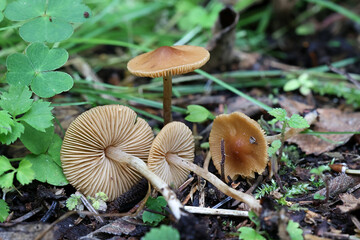 Naucoria scolecina, also called Alnicola scolecina, commonly known as Cinnamon Aldercap, wild mushroom from Finland