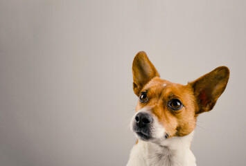 Portrait of a very alert Jack Russell Terrier on a bright studio background with space for text, dog food or pets care concept