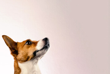 Portrait of a very alert Jack Russell Terrier on a bright studio background with space for text,...