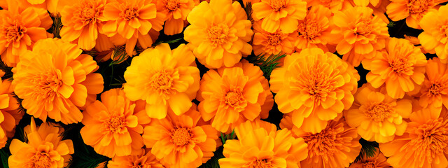 beautiful orange flowers of marigolds. background of marigolds