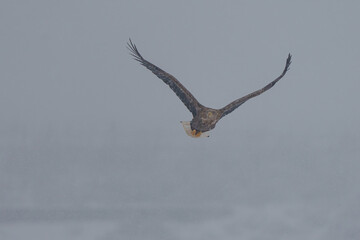 흰꼬리수리 white-tailed eagle