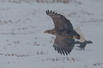 흰꼬리수리 white-tailed eagle