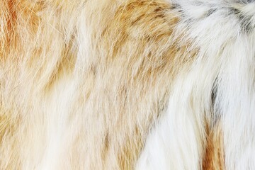 close up of fur texture
