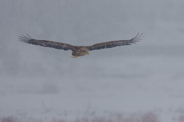 폭설 속 흰꼬리수리 white-tailed eagle
