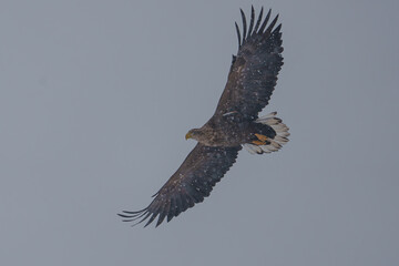 폭설 속 흰꼬리수리 white-tailed eagle