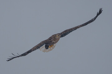 폭설 속 흰꼬리수리 white-tailed eagle