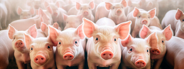 many pigs on the farm are looking at the camera.pig farm - obrazy, fototapety, plakaty