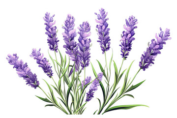 Fototapeta na wymiar Purple lavender flowers isolated on PNG Background. Generative Ai.