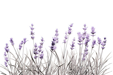 Purple lavender flowers isolated on PNG Background. Generative Ai.