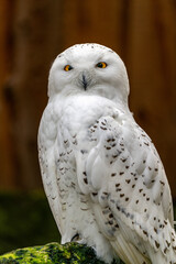 Schnee-Eule auf einem Ast