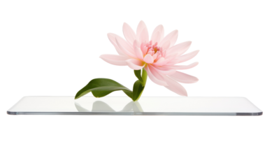 A Glimpse into the Clear Acrylic Floating Wall Shelf Where Storage Meets Sleek Design on a White or Clear Surface PNG Transparent Background.